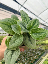 5" Scindapsus 'Green Anaconda'