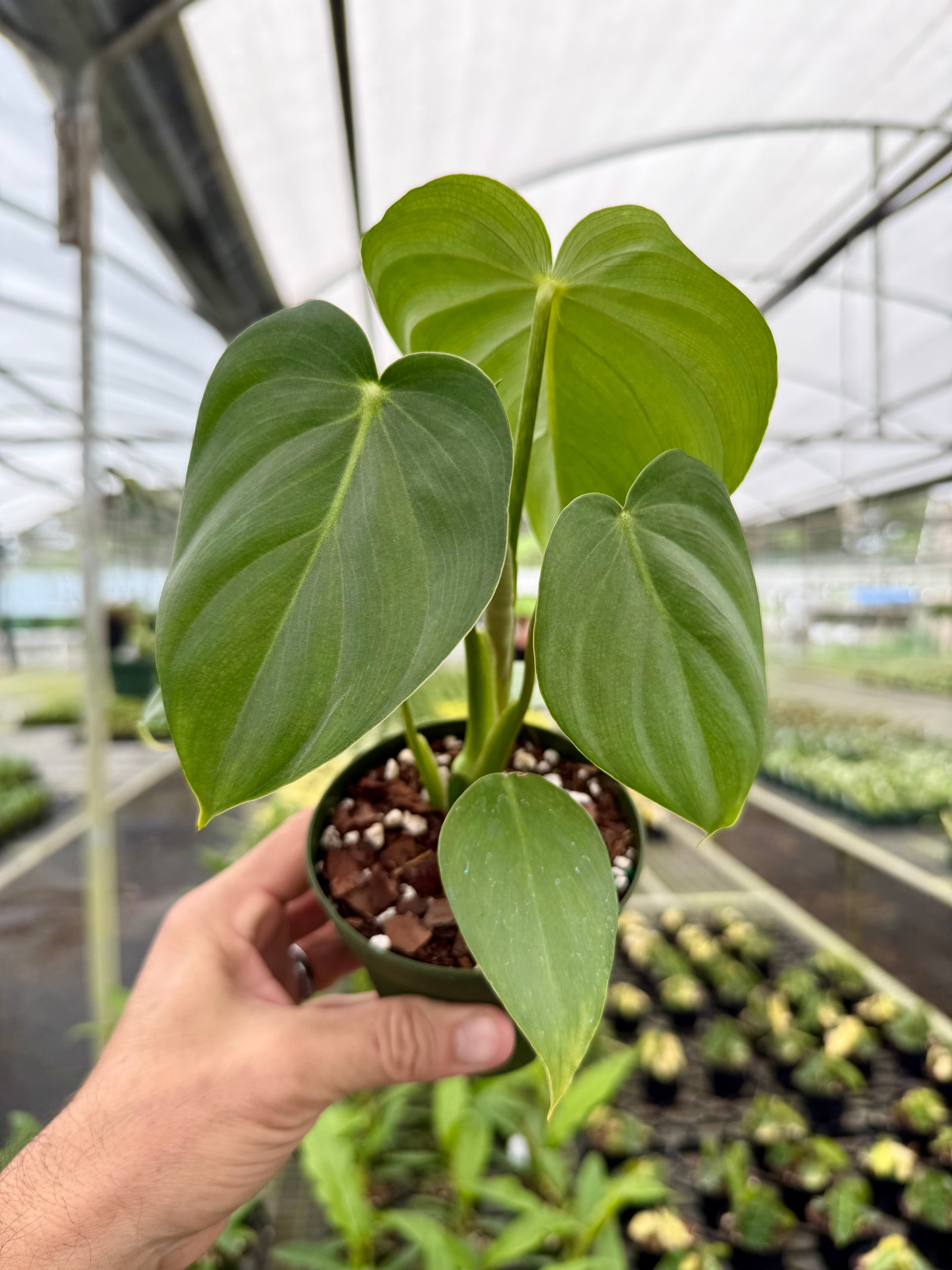 Under $30 Plants – Tagged 