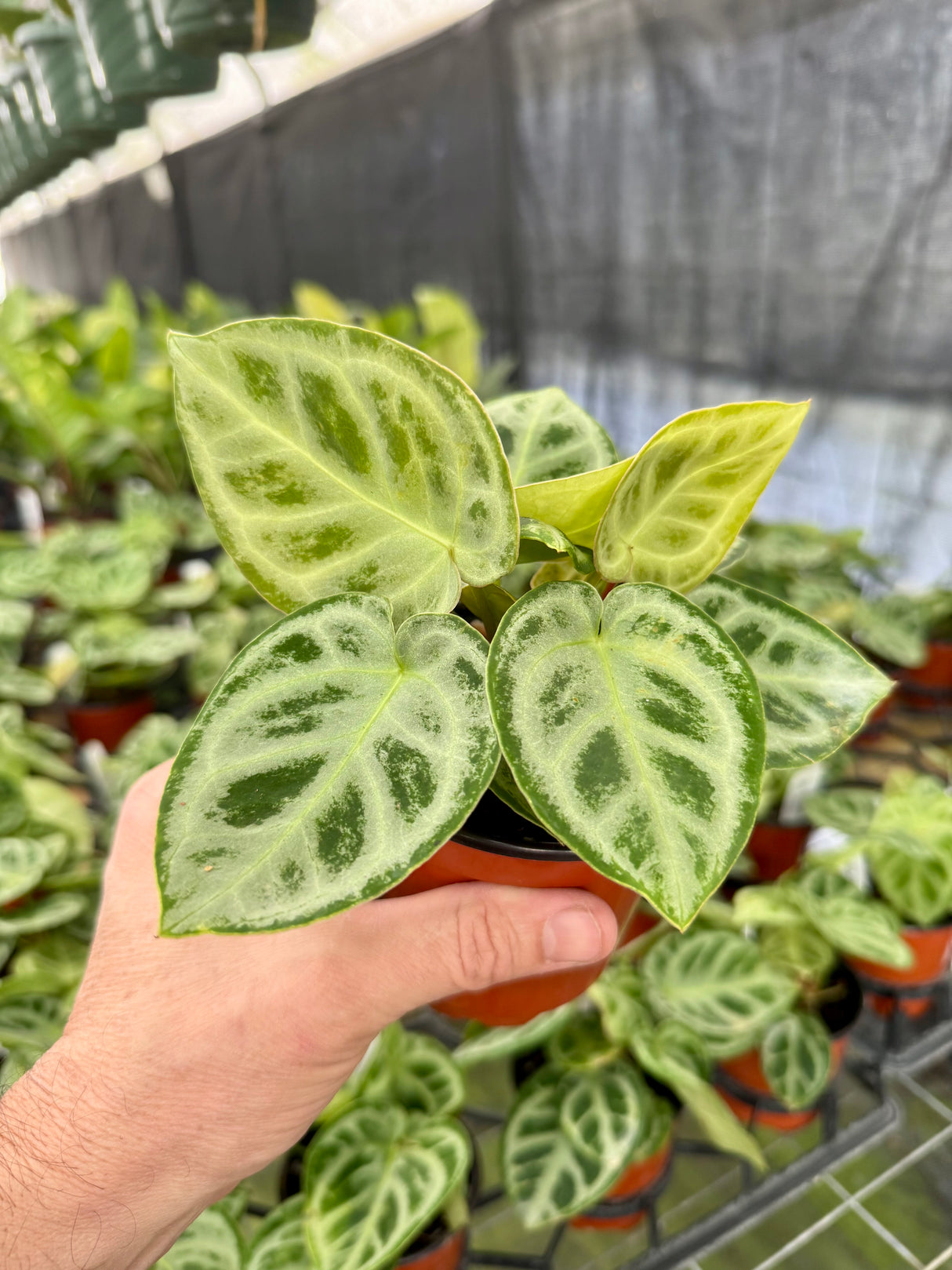 4” Anthurium ‘Dorayaki’