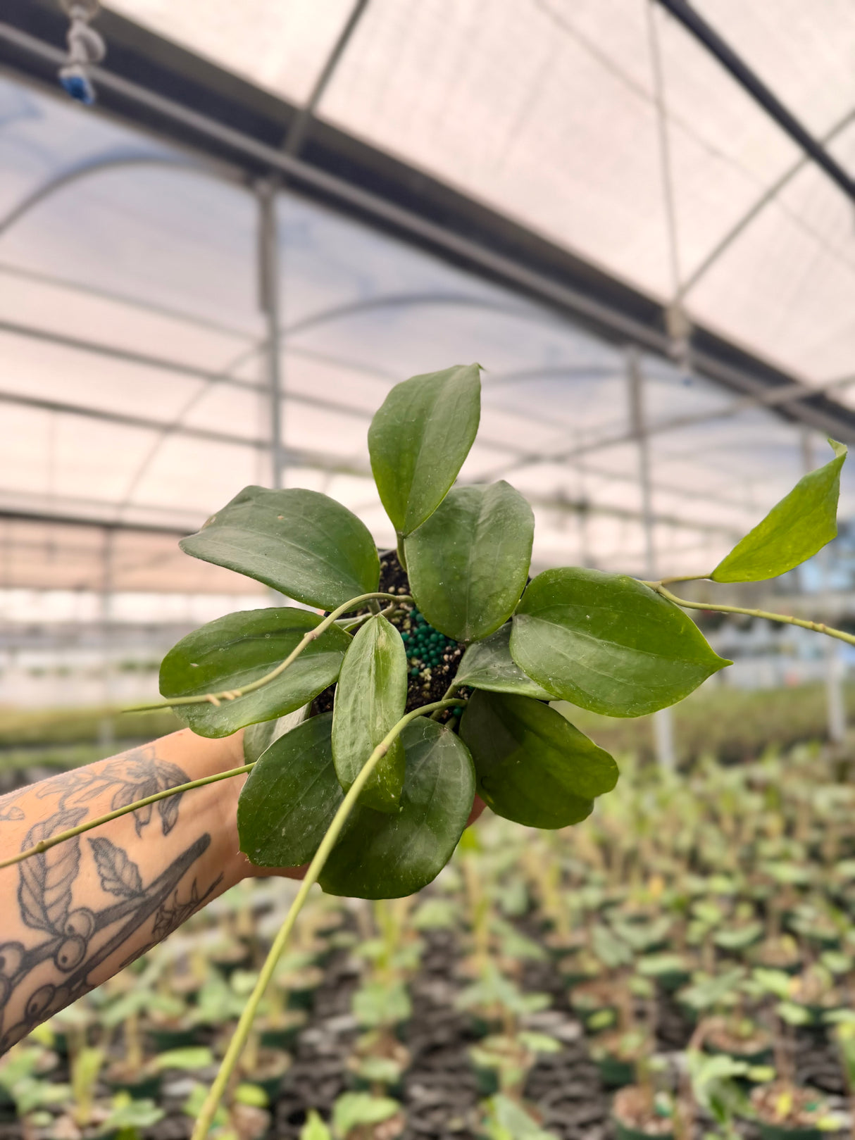 4" Hoya quinquenervia - Canopy Plant Co.