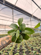 4" Hoya quinquenervia - Canopy Plant Co.