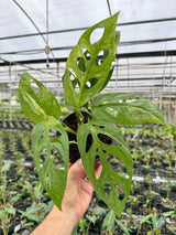 6" Monstera adansonii variegated 'Mint'
