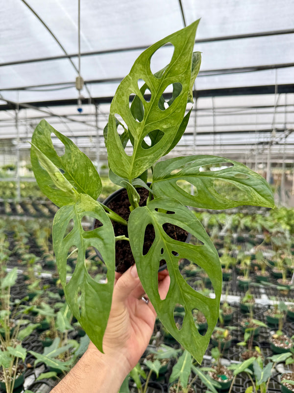 6" Monstera adansonii variegated 'Mint'