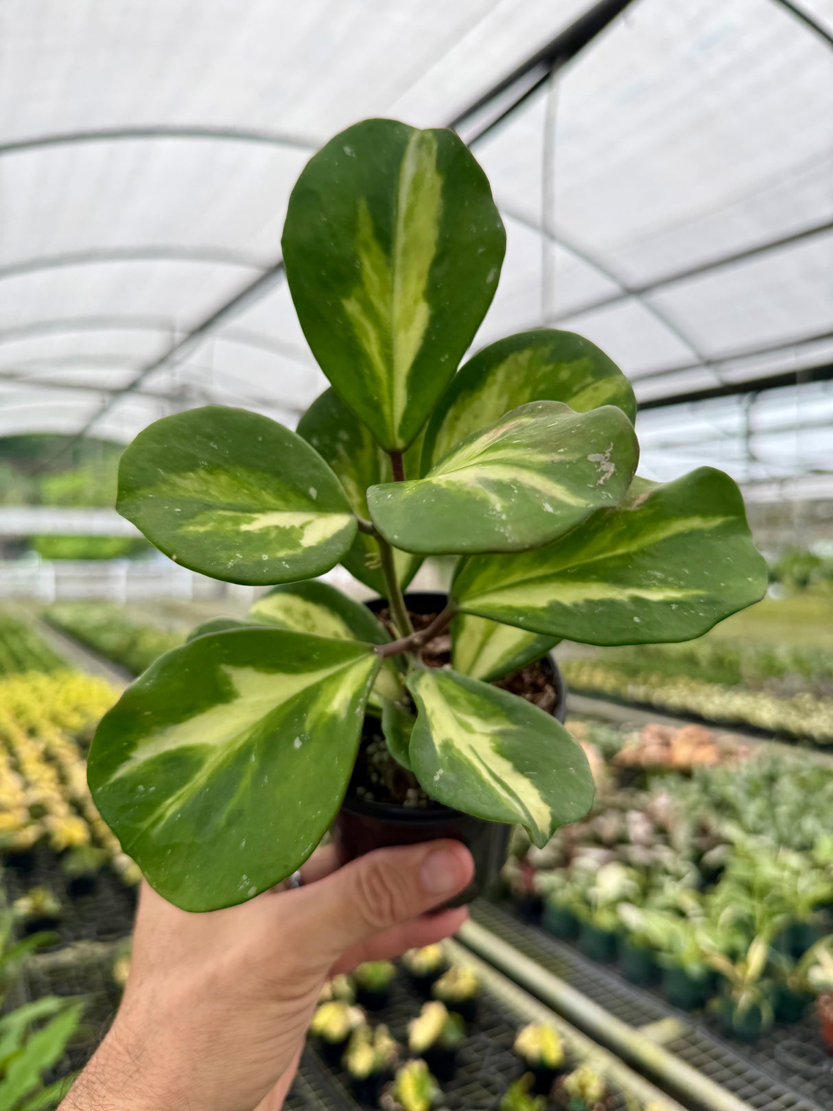4" Hoya obovata inner variegated