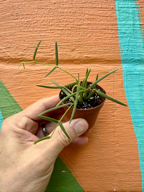 2” Hoya linearis