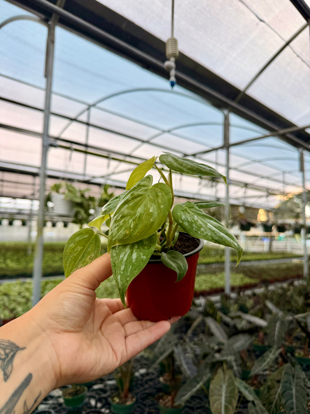 4” Philodendron ‘Majestic’