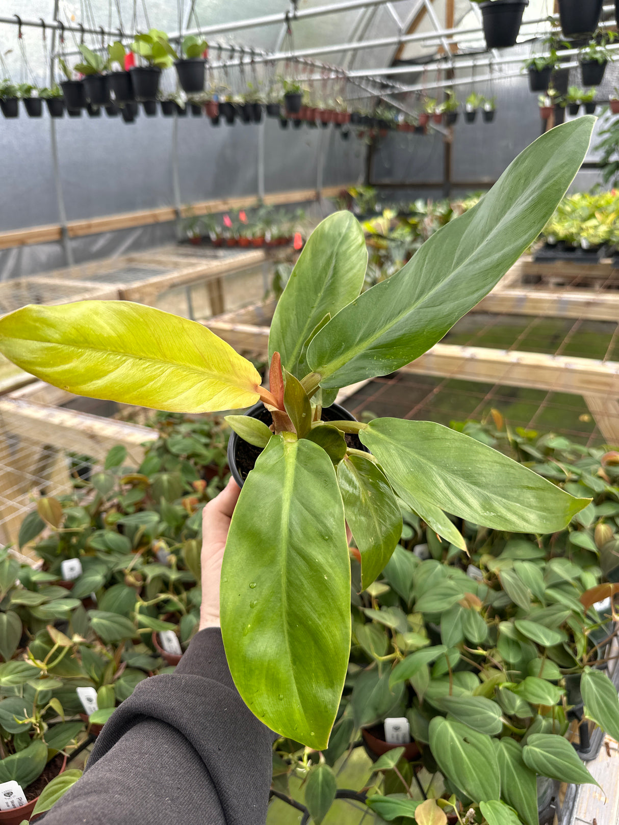 4" Philodendron melinonii 'Golden'