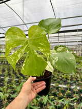 6” Monstera ‘White Monster’