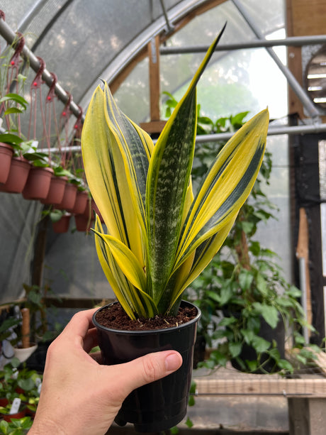 5” Sansevieria La Rubia