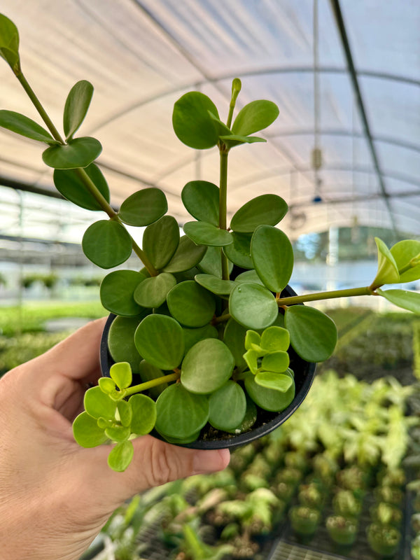 Healthy 4-inch Peperomia 'Hope' plant from Canopy Plant Co. with lush green, variegated leaves in a modern pot.