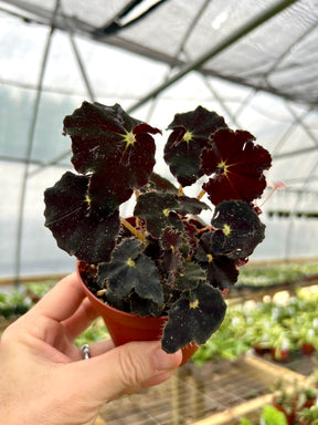 4" Begonia Dark Mambo - Canopy Plant Co.