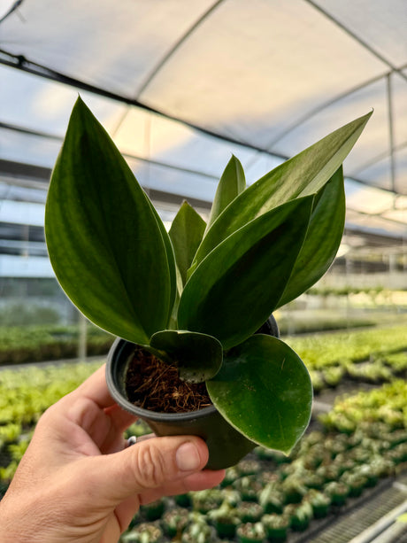 4” Scindapsus treubii 'Dark Form'