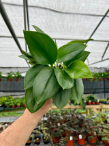 pothos moonlight 4" Scindapsus 'Moonlight' – Canopy Plant Co