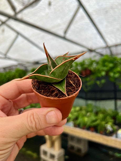2" Sansevieria pinguicula 'Walking Sansevieria'