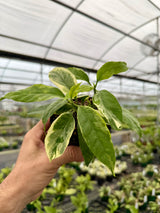 4” Hoya multiflora outer variegated