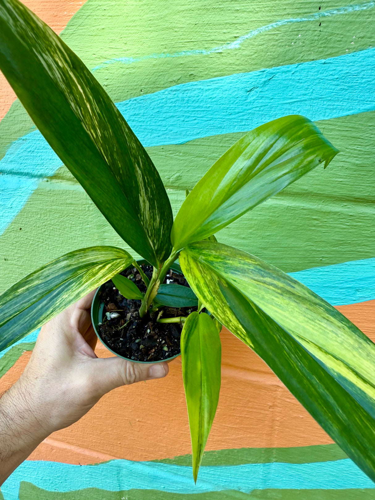 4” Epipremnum amplissimum variegated