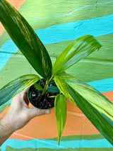 4” Epipremnum amplissimum variegated