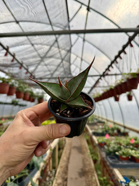 4" Sansevieria pinguicula 'Walking Sansevieria' - Canopy Plant Co.