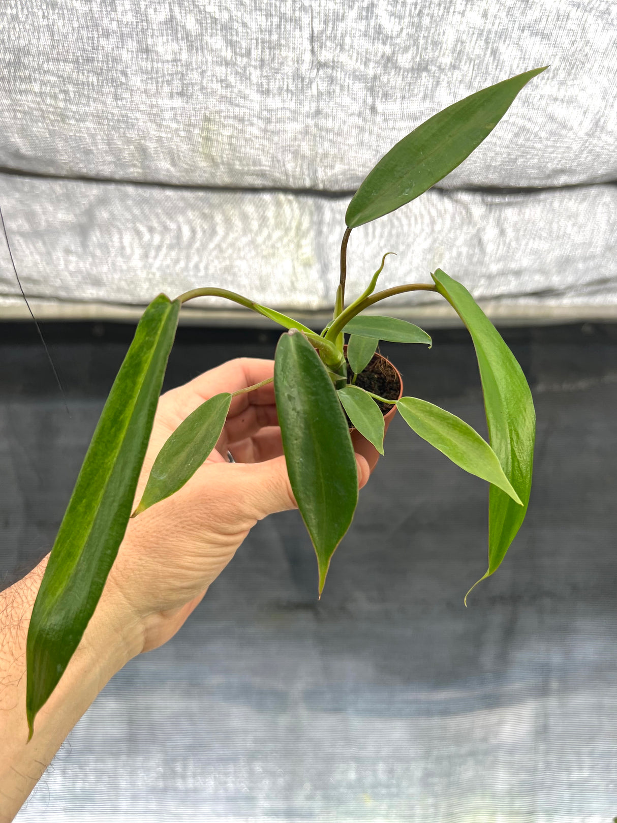 2" Philodendron Joepii