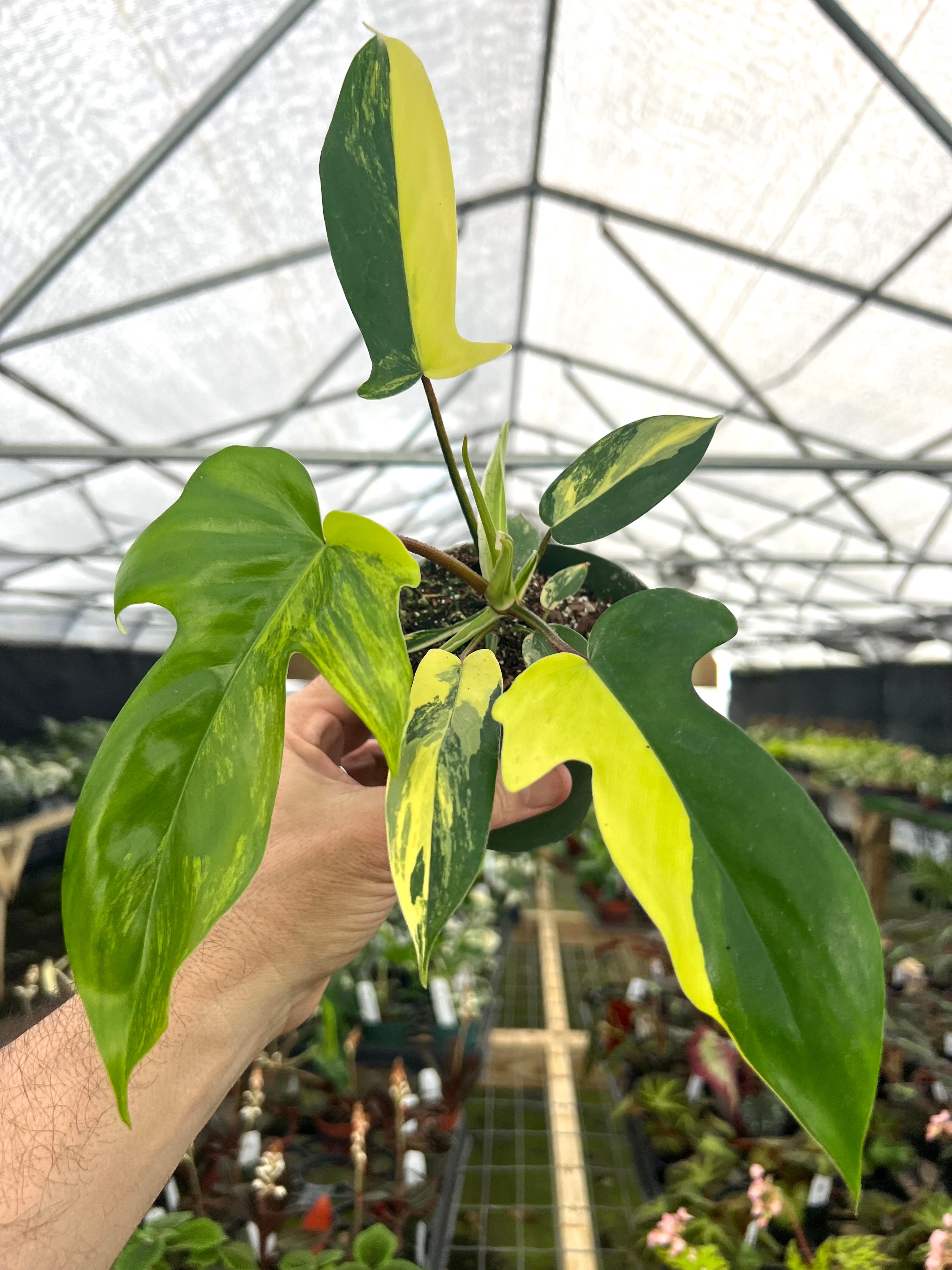 r*n様 510 斑入り　Philodendron'Florida Beauty 4” Philodendron 'Florida Beauty' – Canopy Plant Co.