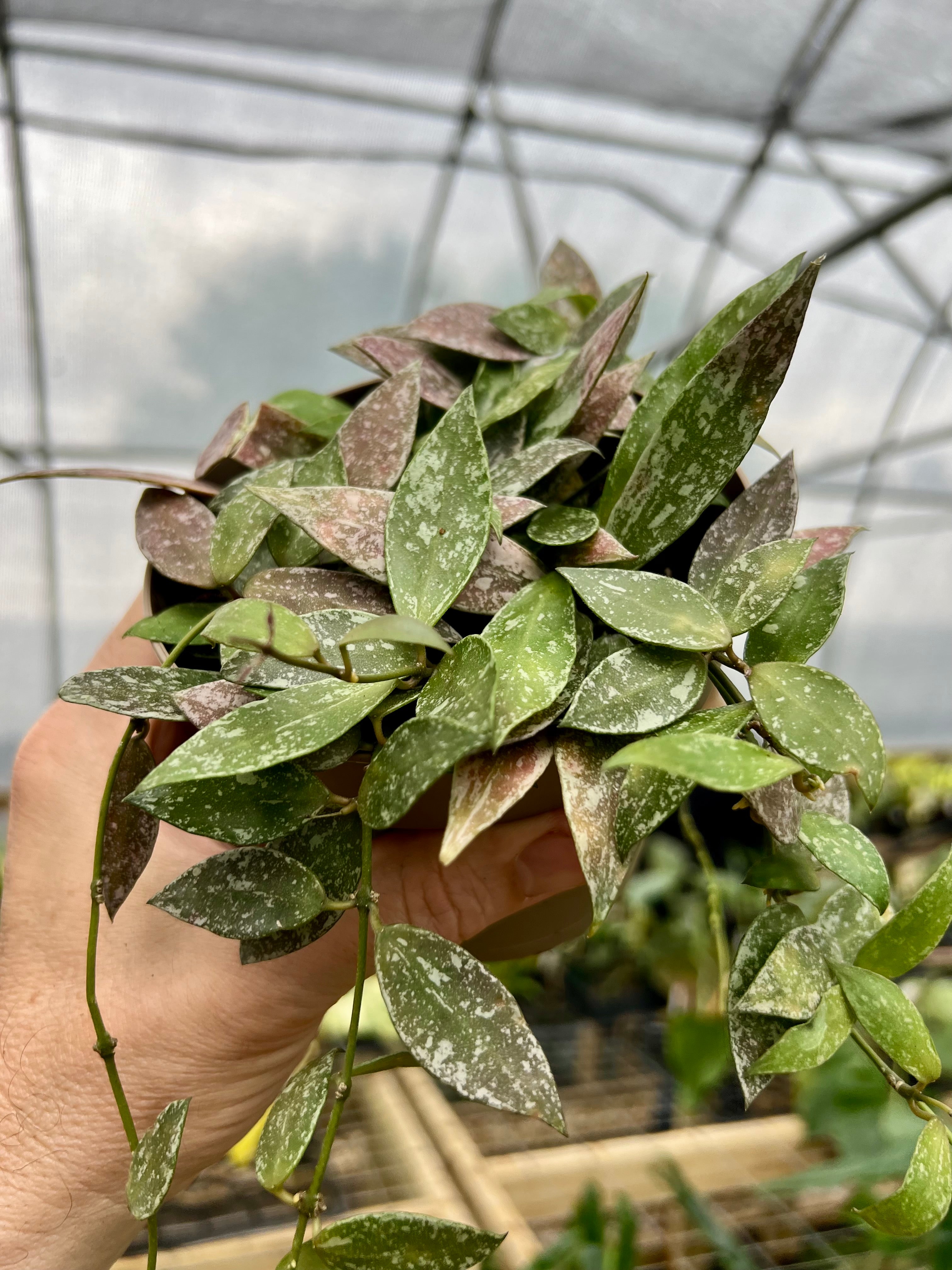 ホヤ ポリネウラ Hoya polyneura ホヤ植物 植物 珍奇植物 珍奇