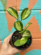 4" Hoya obovata inner variegated - Canopy Plant Co.