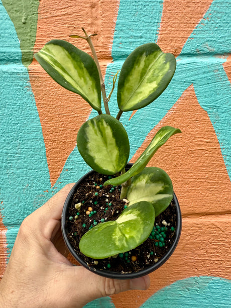 4" Hoya obovata inner variegated - Canopy Plant Co.