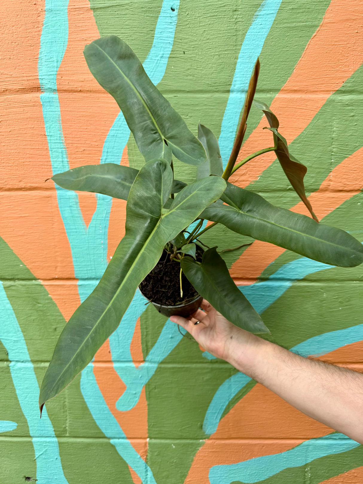 6" Philodendron atabapoense - Canopy Plant Co.