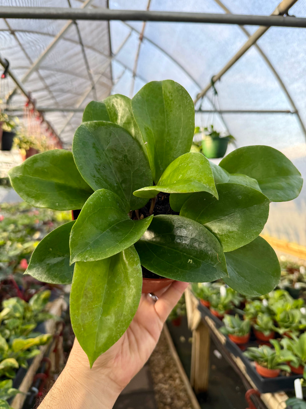 6" Hoya surigaoensis - Canopy Plant Co.