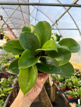 6" Hoya surigaoensis - Canopy Plant Co.