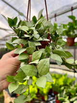 4” Hoya krohniana ‘Super Silver' hanging basket