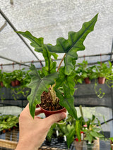 4” Alocasia ‘Jacklyn’ - Canopy Plant Co.