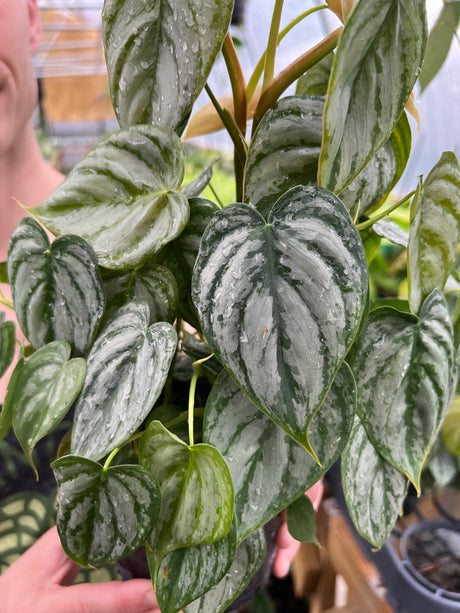 6" Philodendron brandtianum - Canopy Plant Co.