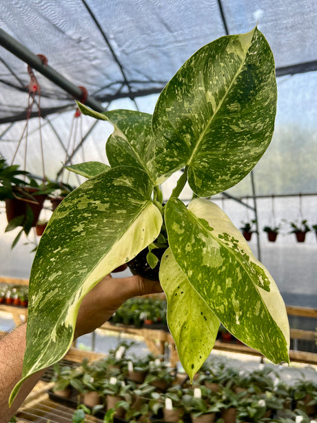 4" Philodendron Jose Buono