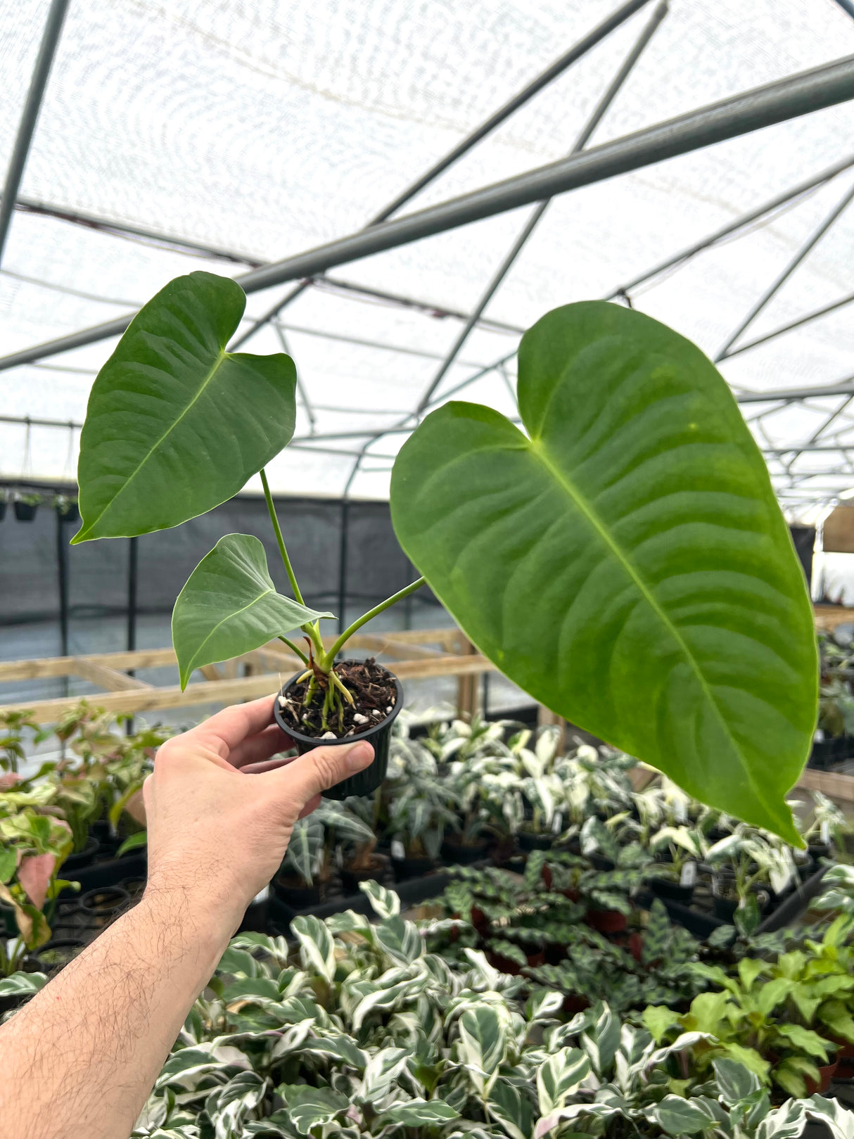 3” Anthurium veitchii