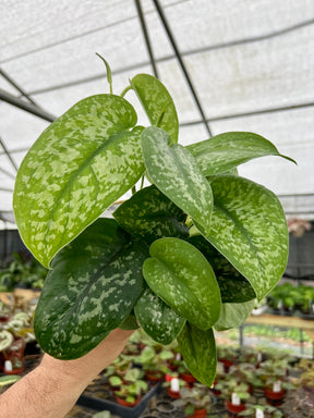4” Scindapsus Silver Splash - Canopy Plant Co.