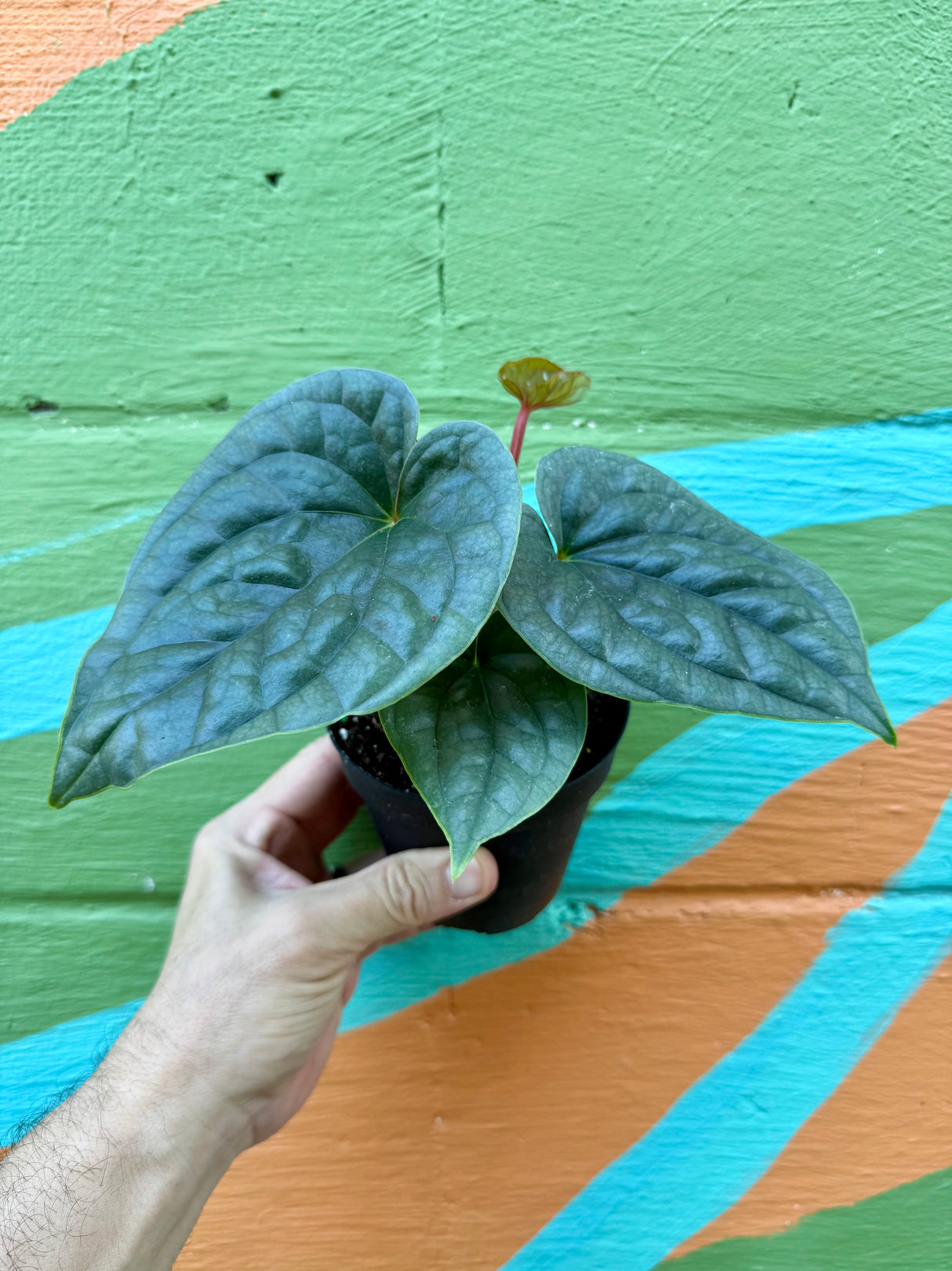 4” Anthurium luxurians