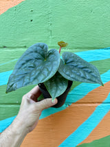 4” Anthurium luxurians