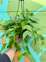 6" Hoya polyneura hanging basket