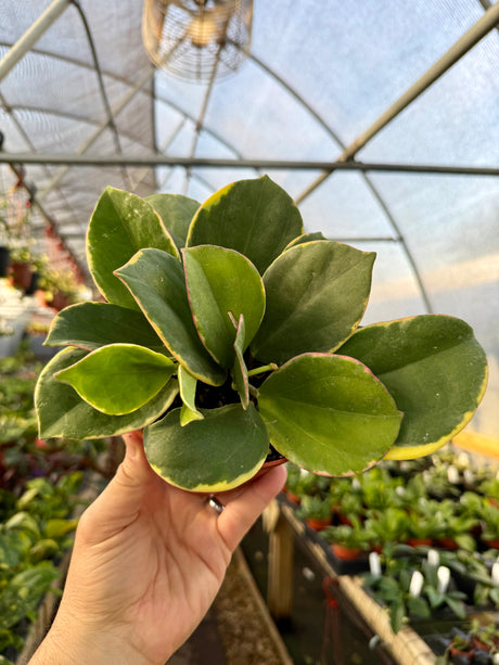 6" Hoya pachyclada outer variegated - Canopy Plant Co.