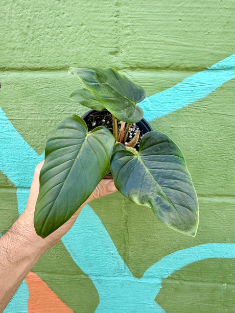 4" Philodendron serpens