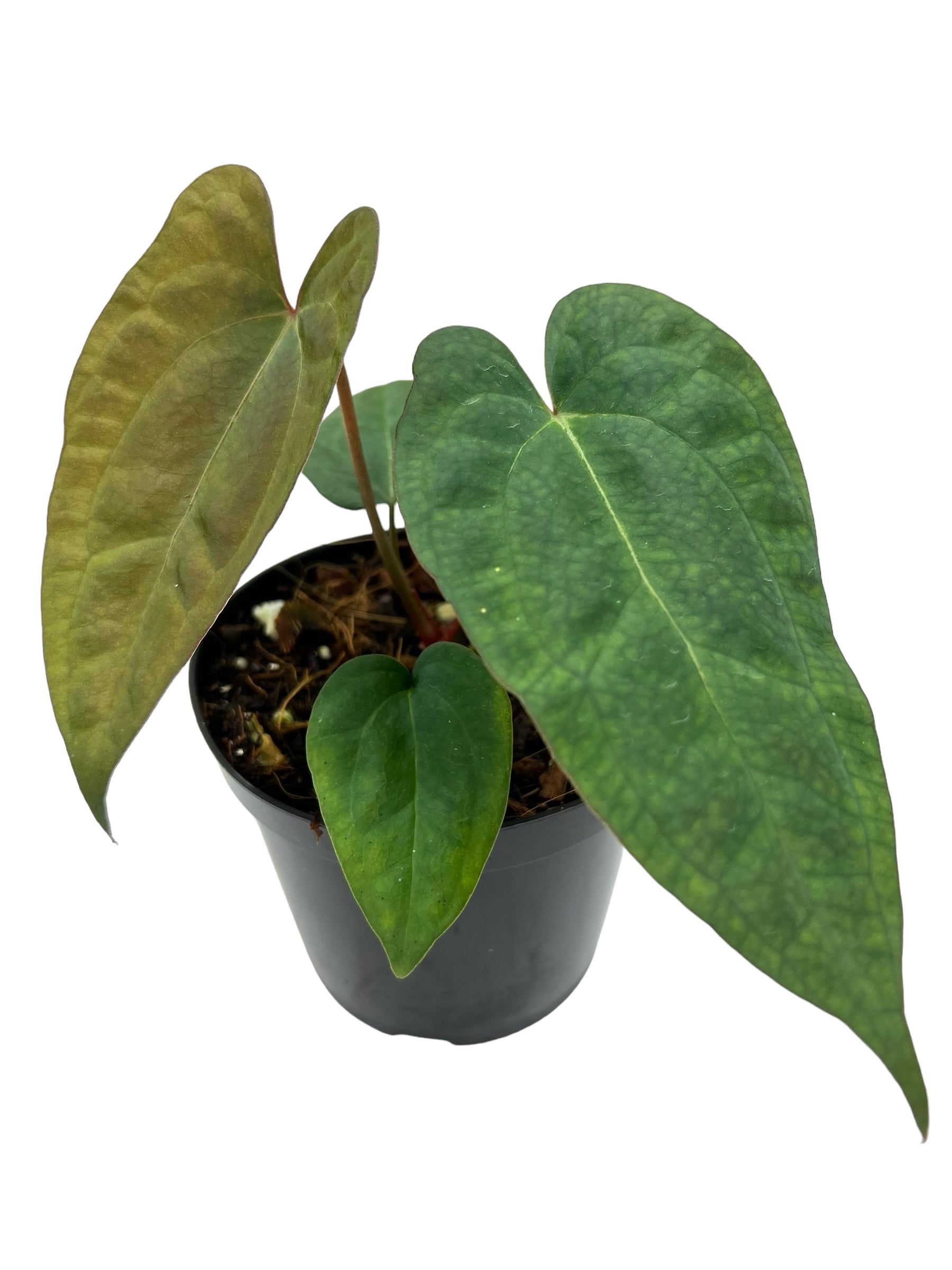 Anthurium Ace Of Spades hot Plant