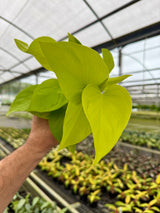 4" Pothos ‘Champs Elysees’