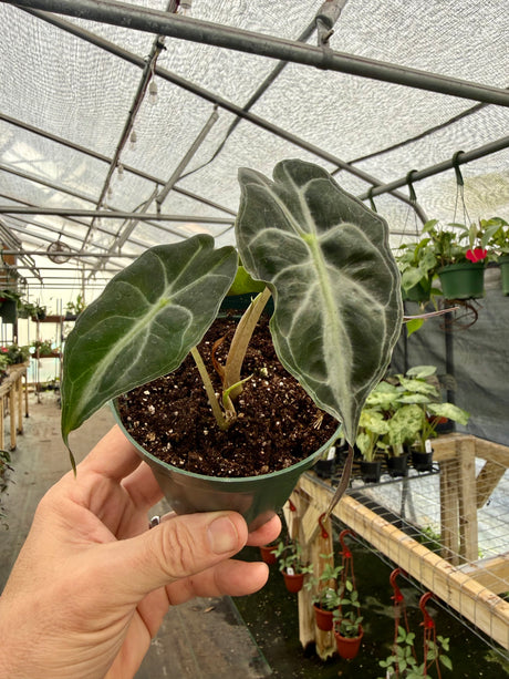4" Alocasia 'Venom' - Canopy Plant Co.