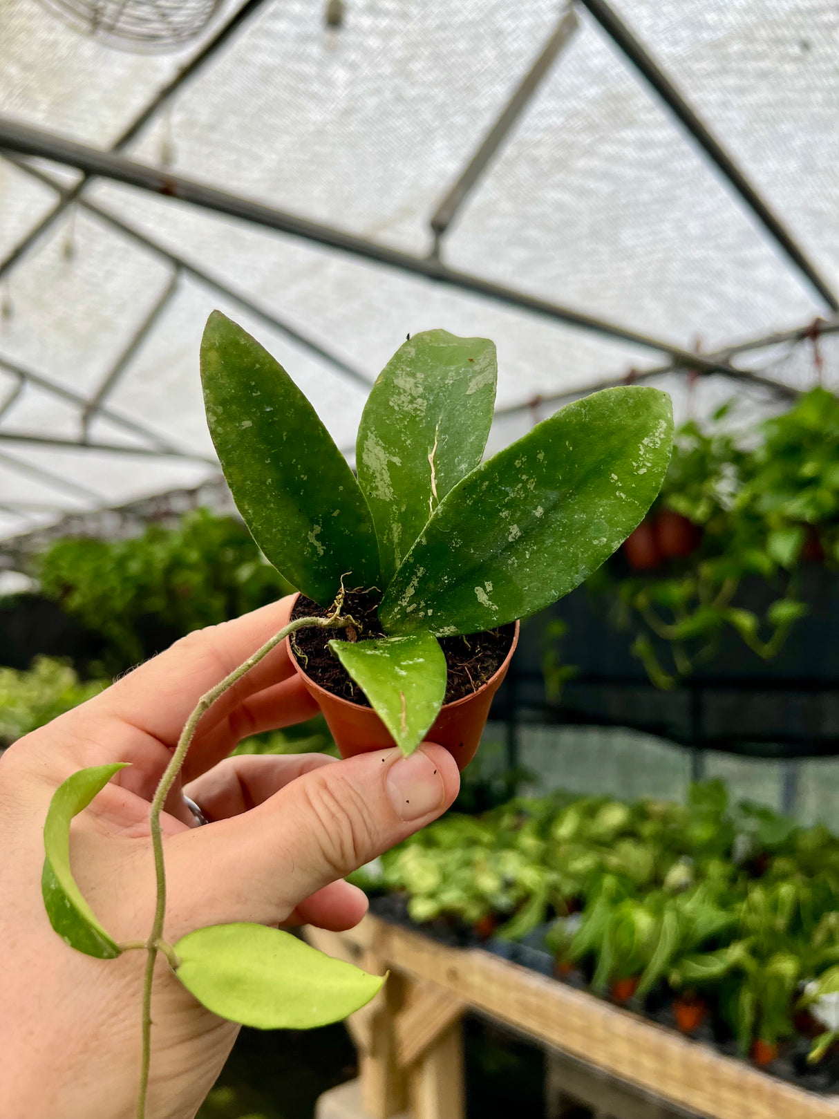 2" Hoya caudata - Canopy Plant Co.
