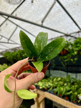 2" Hoya caudata - Canopy Plant Co.