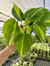 4" Philodendron ‘Brasil’
