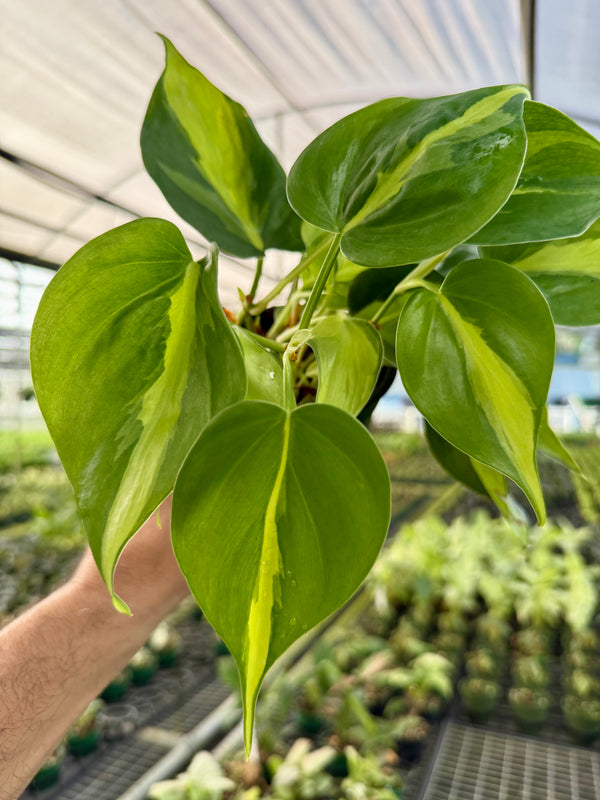 Healthy 4-inch Philodendron ‘Brasil’ plant from Canopy Plant Co., featuring vibrant green and yellow variegated leaves.