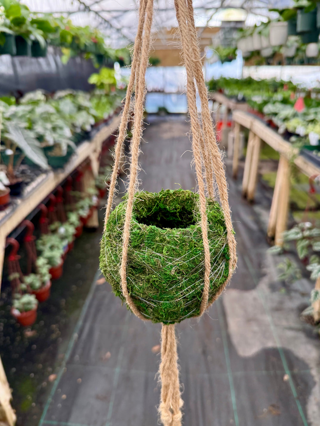 4" Kokedama ball w/ macrame hanger - Canopy Plant Co.