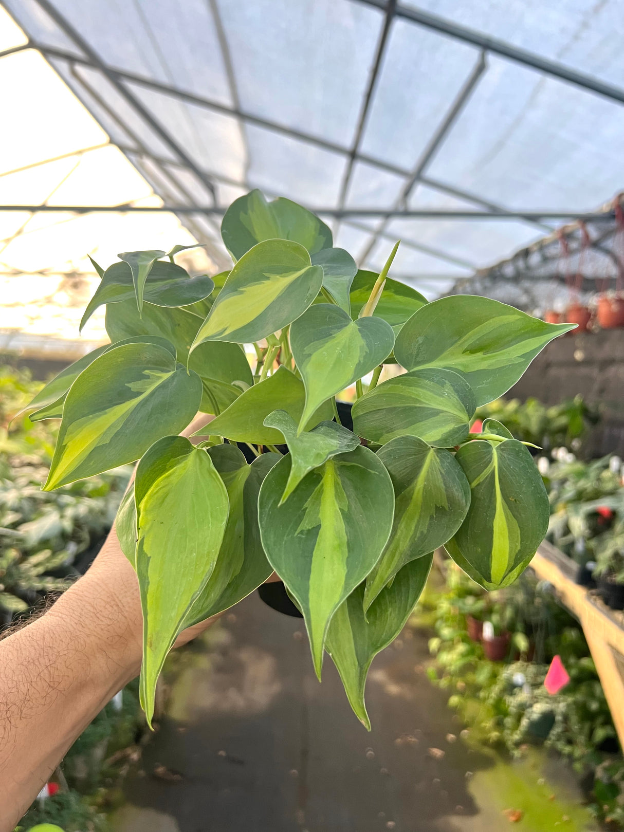 4" Philodendron Brasil